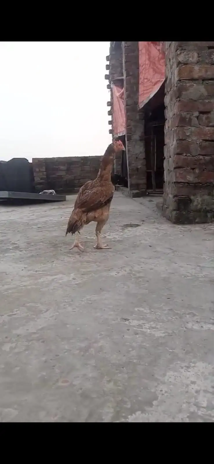 all breeder hens — photo 12