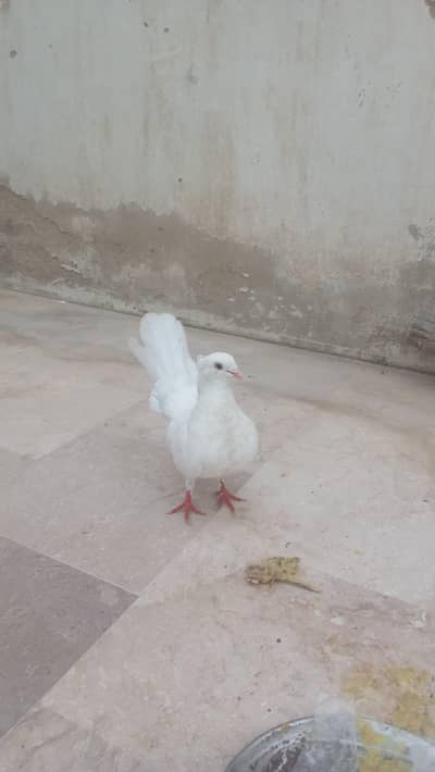 laka kabootar