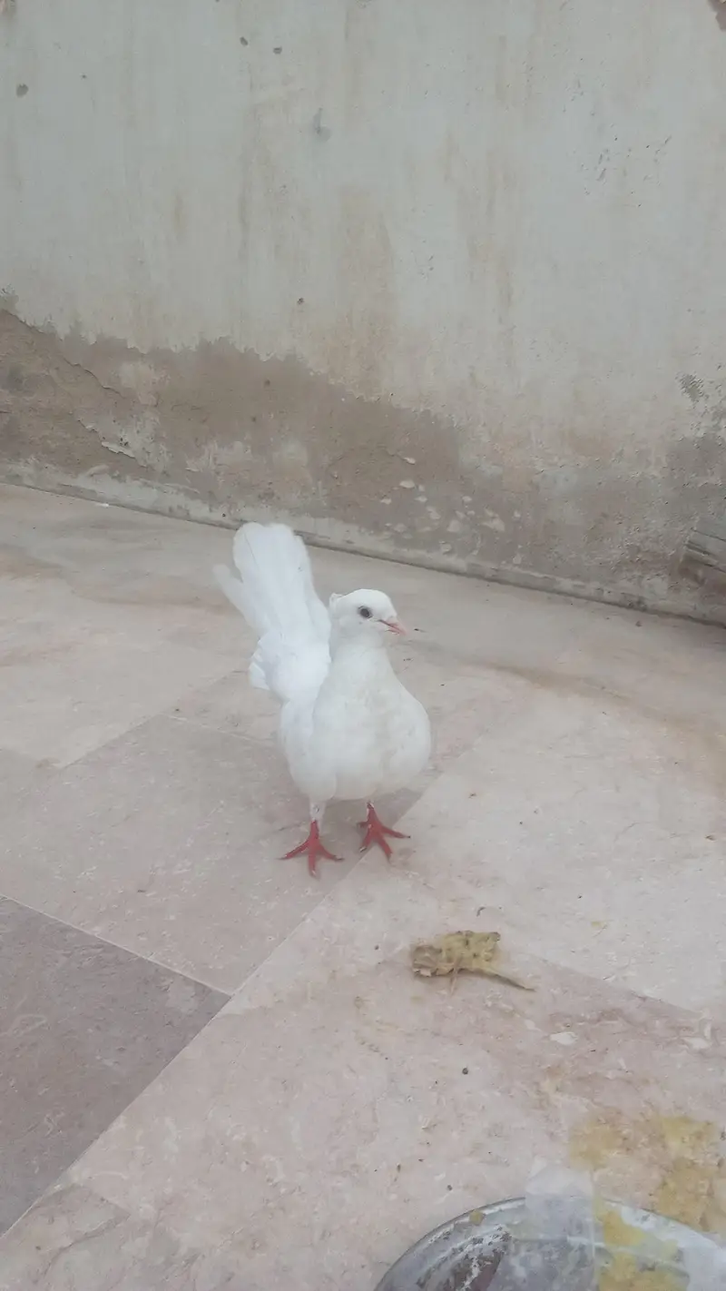 laka kabootar