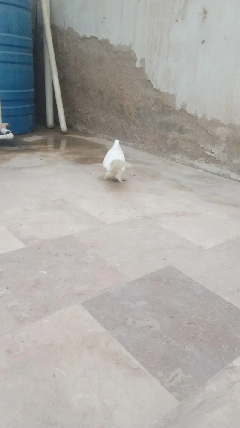 laka kabootar — photo 2