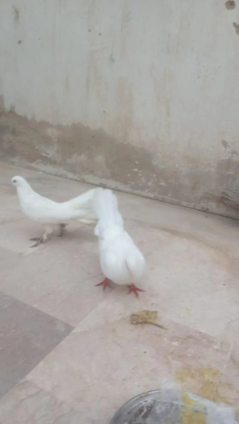 laka kabootar — photo 3