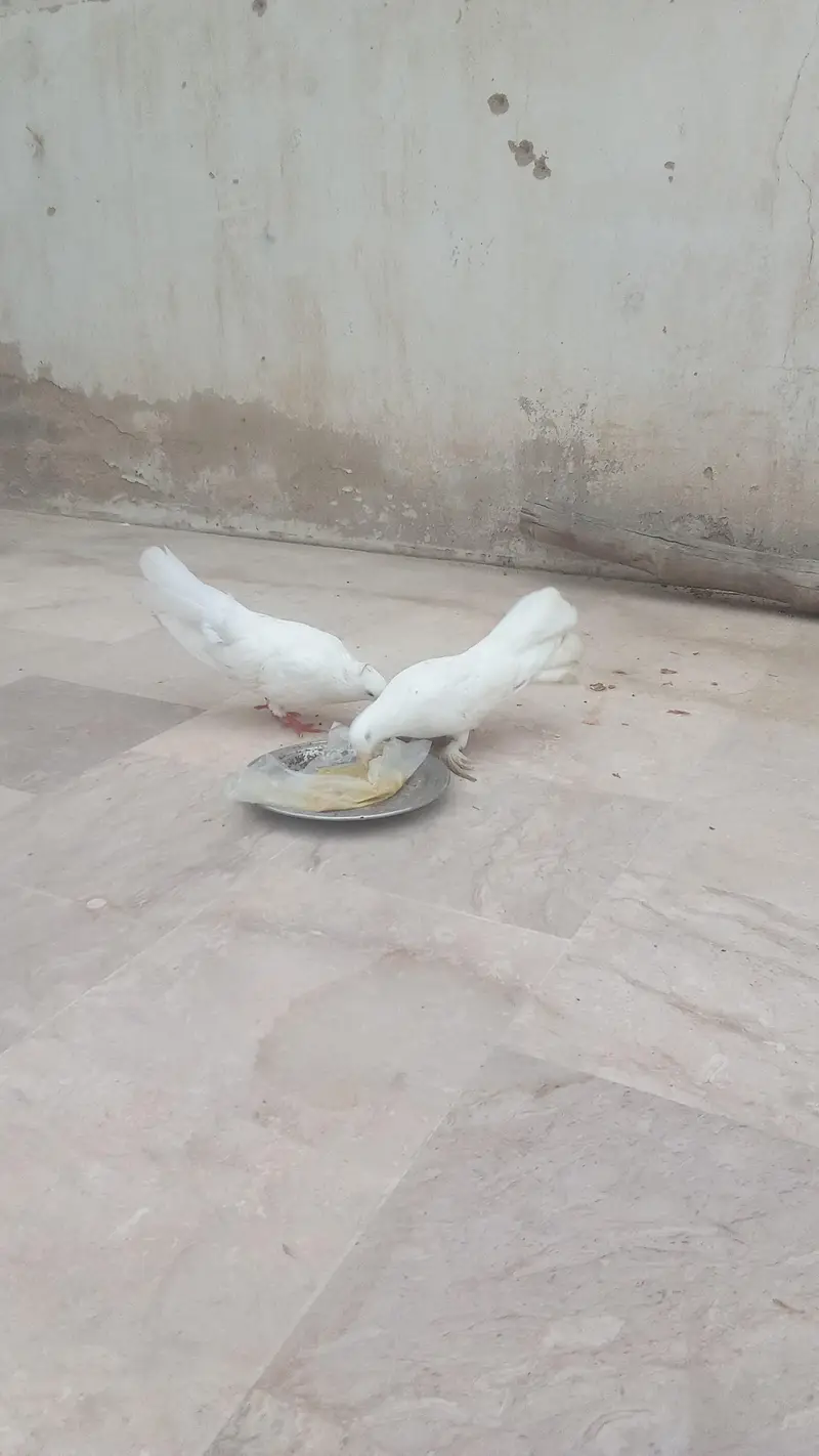 laka kabootar — photo 5