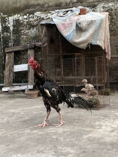 Aseel pair for sale