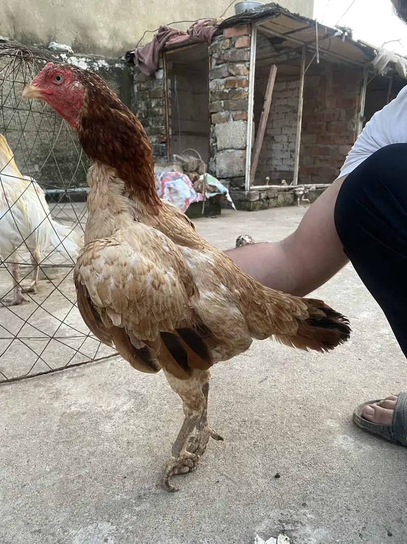Aseel pair for sale — photo 3