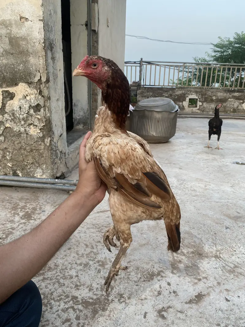 Aseel pair for sale — photo 4