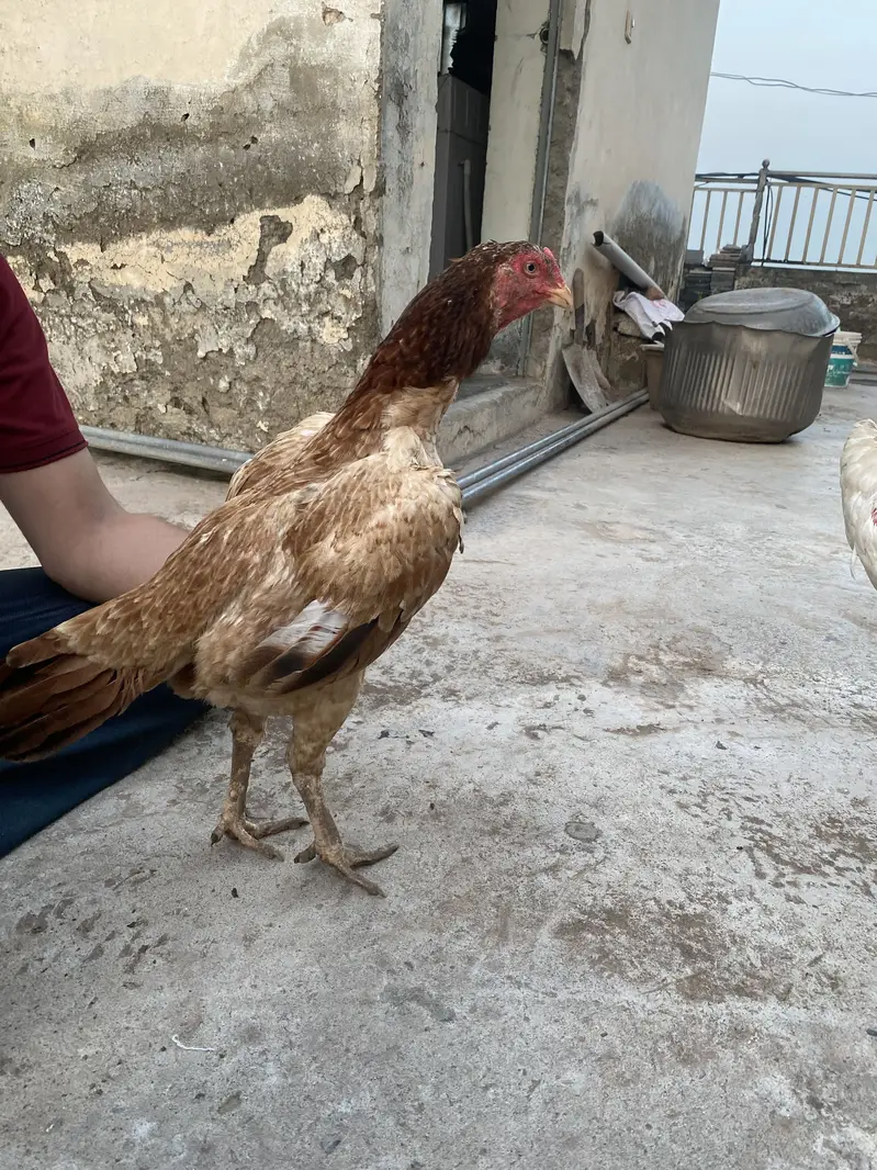 Aseel pair for sale — photo 5