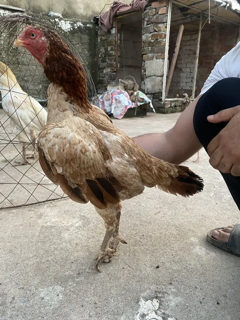 Aseel pair for sale — photo 6