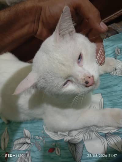 White cat