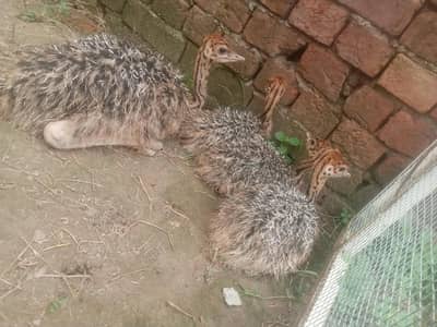 ostrich  3,0,5,4,0,4,1,5,7,8