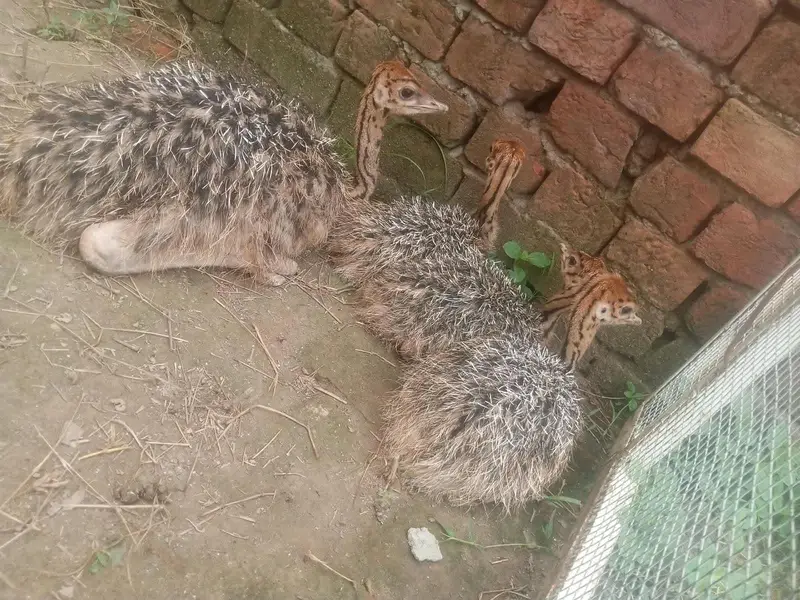 ostrich  3,0,5,4,0,4,1,5,7,8