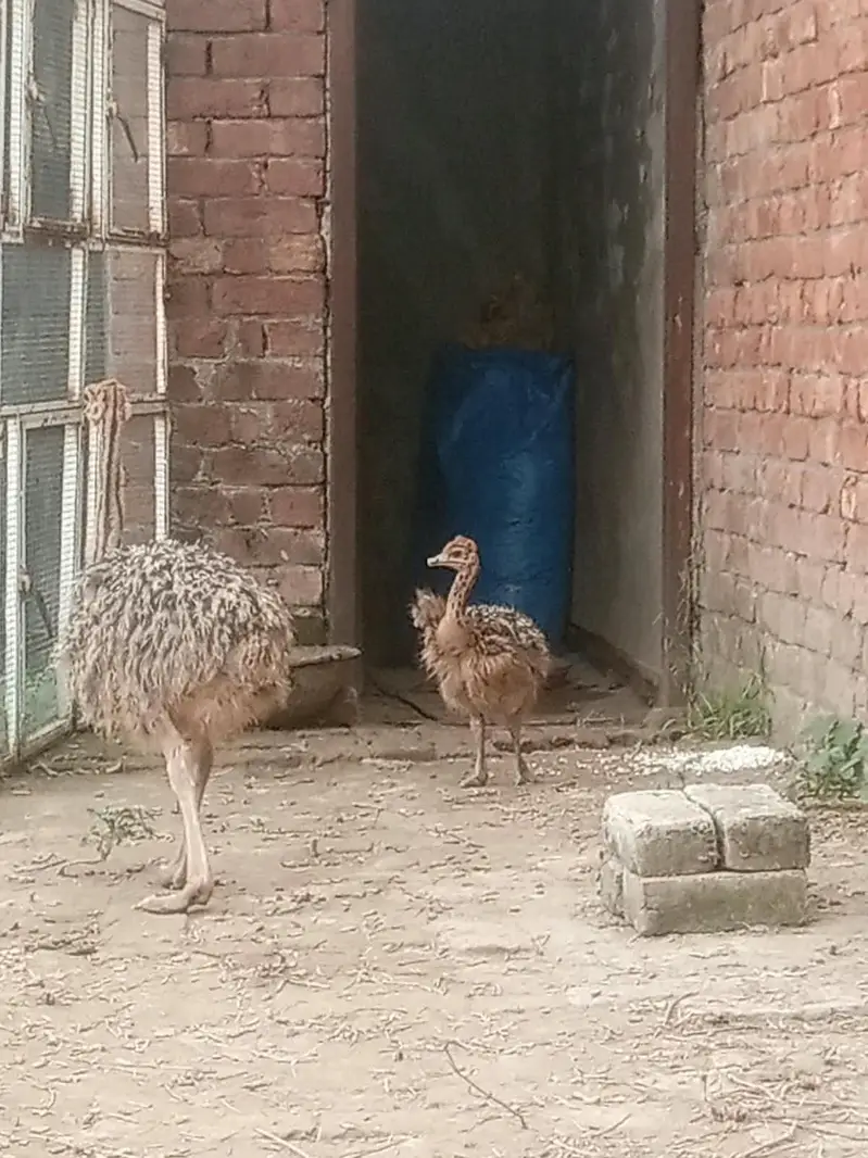 ostrich  3,0,5,4,0,4,1,5,7,8 — photo 2