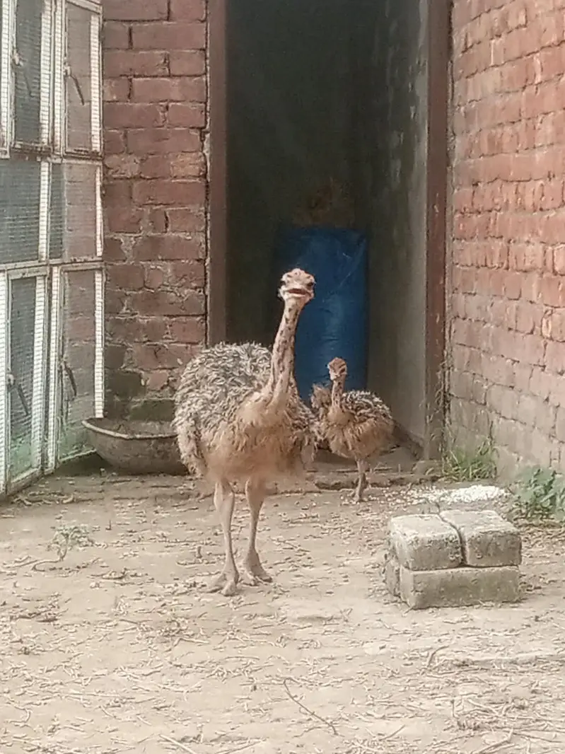 ostrich  3,0,5,4,0,4,1,5,7,8 — photo 3