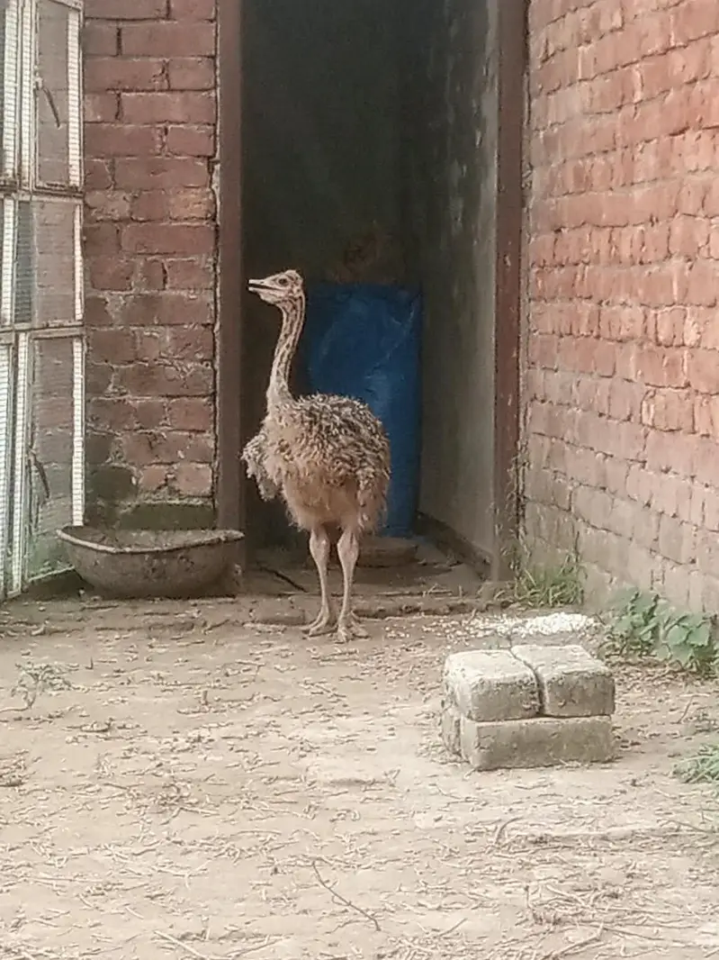 ostrich  3,0,5,4,0,4,1,5,7,8 — photo 4