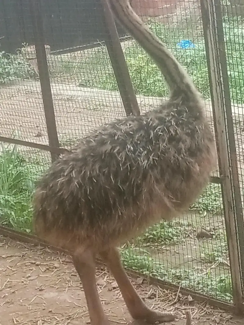 ostrich  3,0,5,4,0,4,1,5,7,8 — photo 5