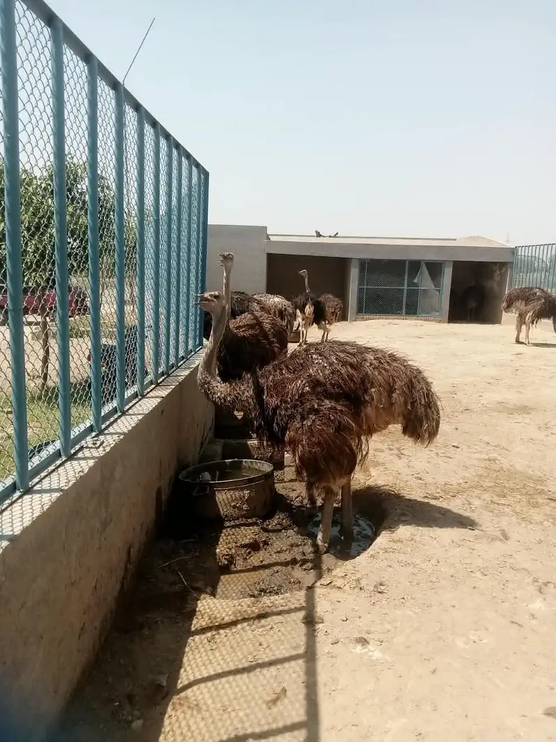 ostrich  3,0,5,4,0,4,1,5,7,8 — photo 6