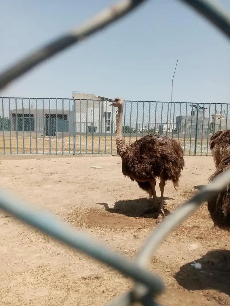 ostrich  3,0,5,4,0,4,1,5,7,8 — photo 7