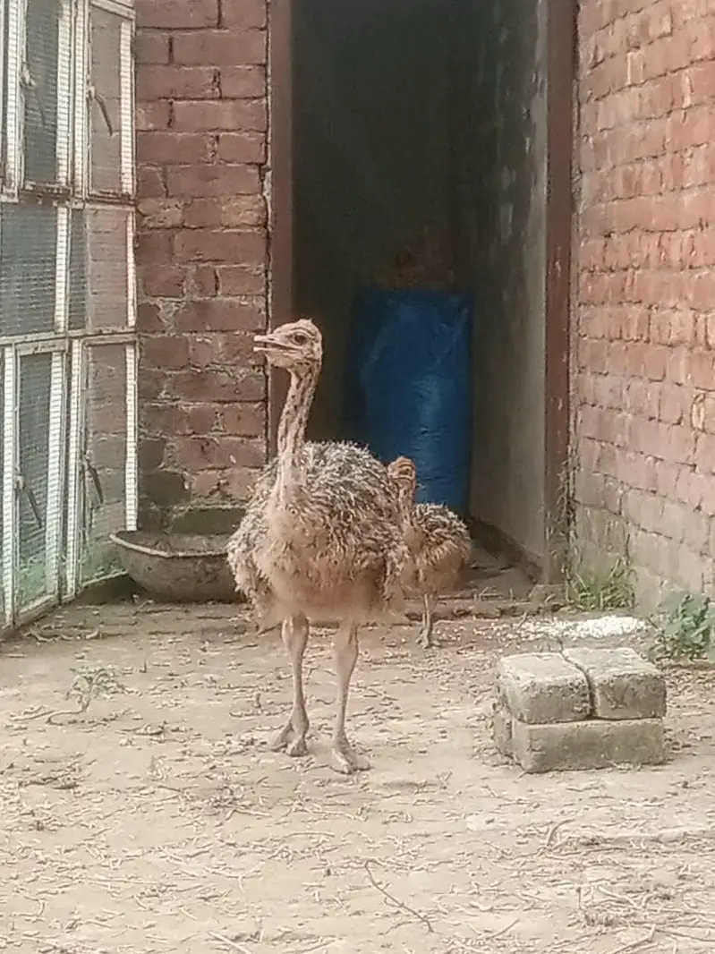 ostrich  3,0,5,4,0,4,1,5,7,8 — photo 8