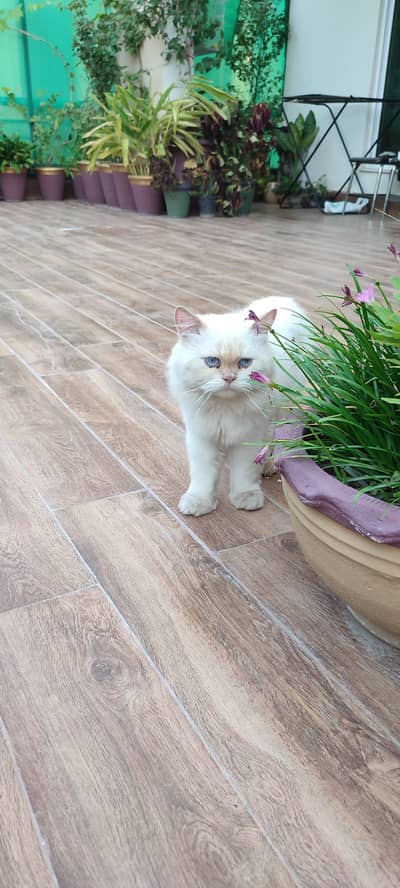 Male Triple coat Persian cat doll face
