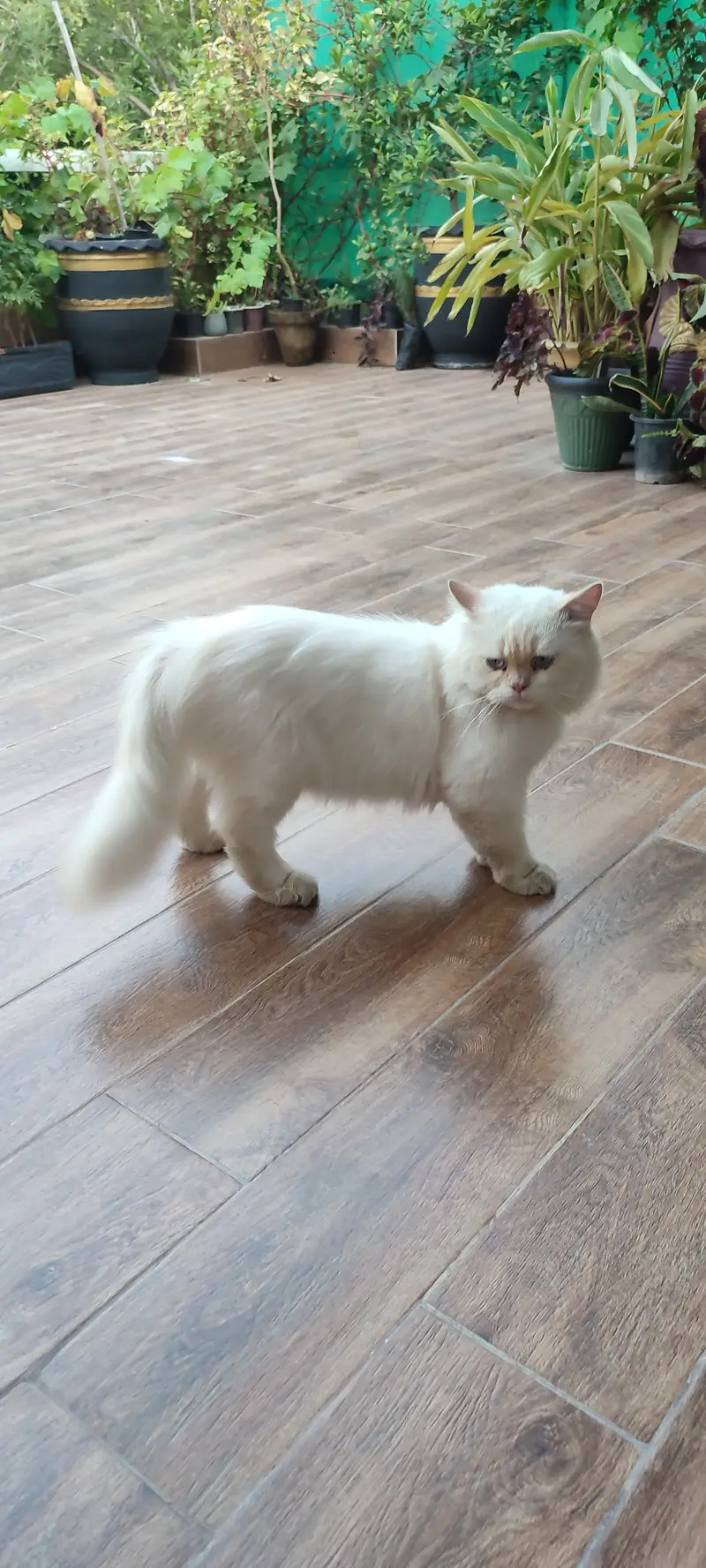 Male Triple coat Persian cat doll face — photo 2