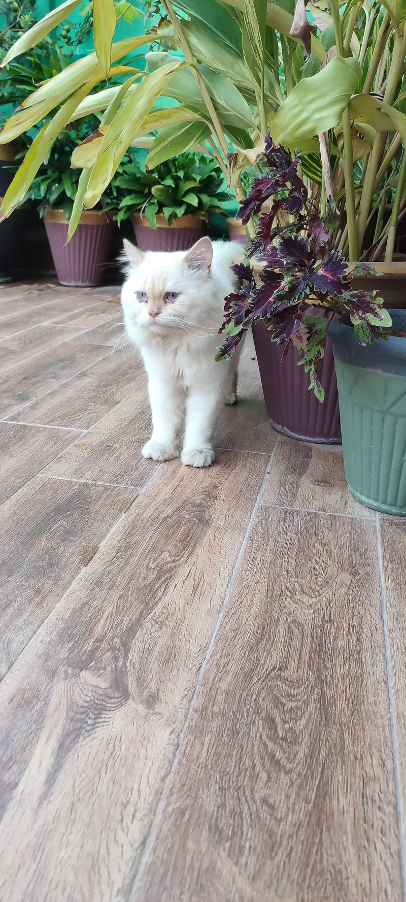 Male Triple coat Persian cat doll face — photo 3