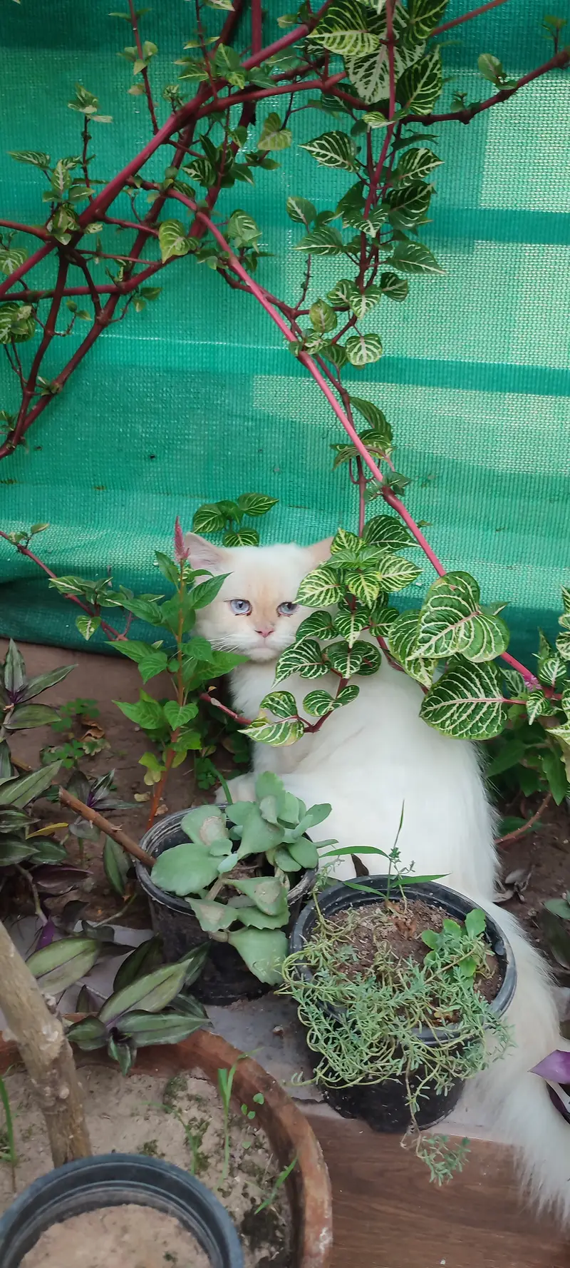 Male Triple coat Persian cat doll face — photo 4