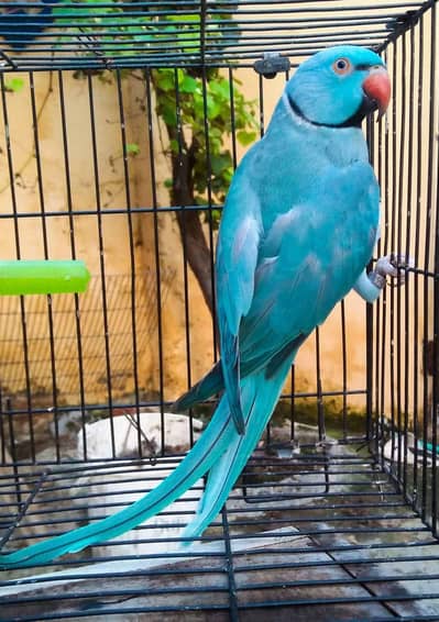 Blue  Ring Neck Male