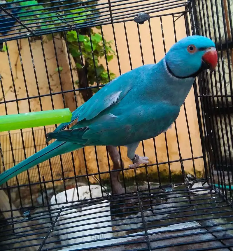 Blue  Ring Neck Male — photo 2