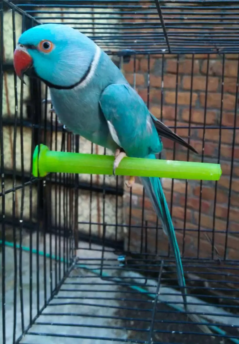 Blue  Ring Neck Male — photo 3