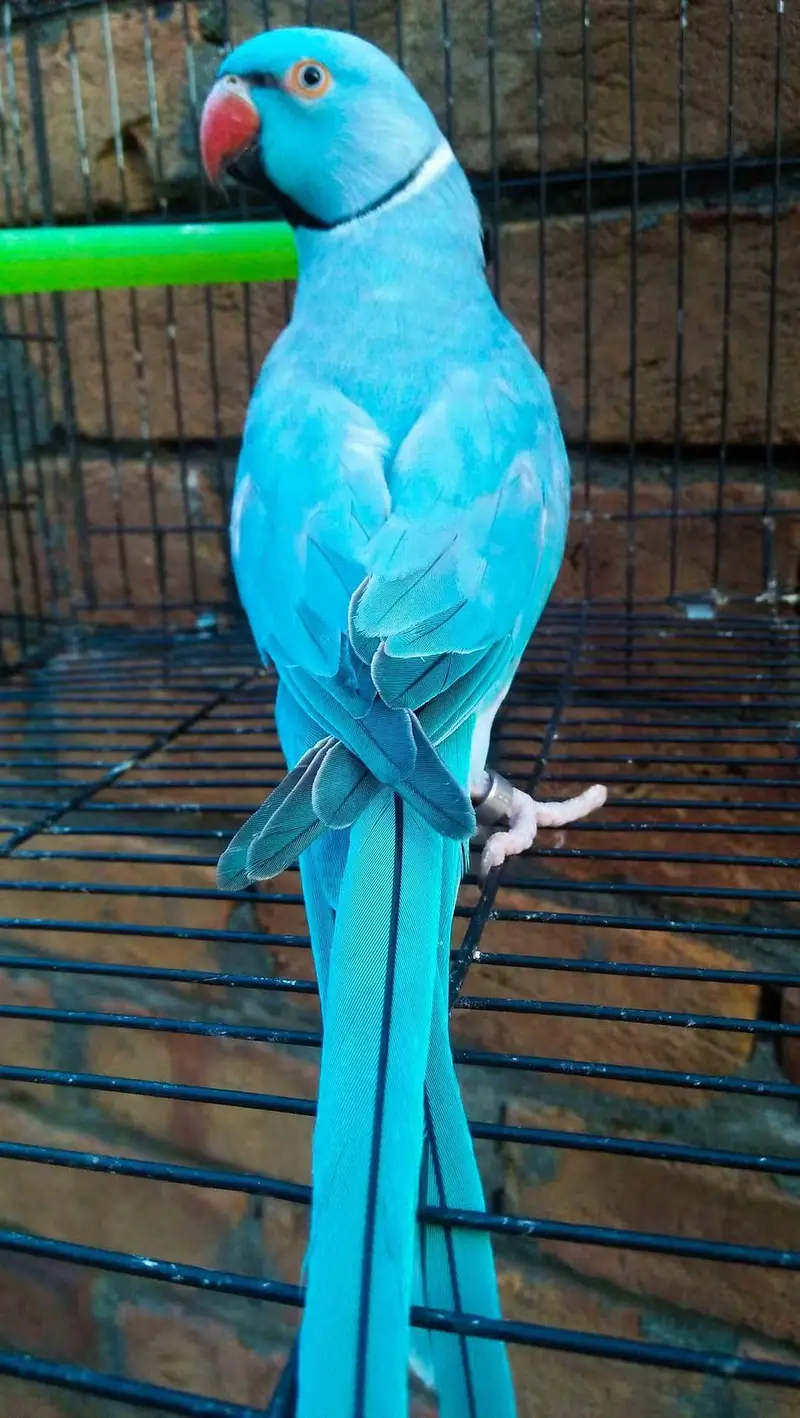 Blue  Ring Neck Male — photo 4