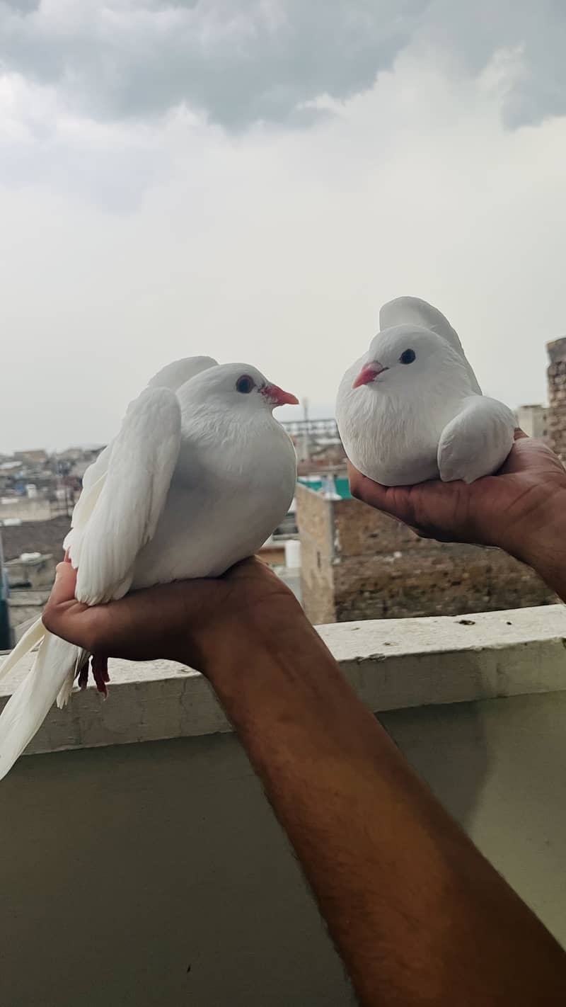 Fancy pegions 0