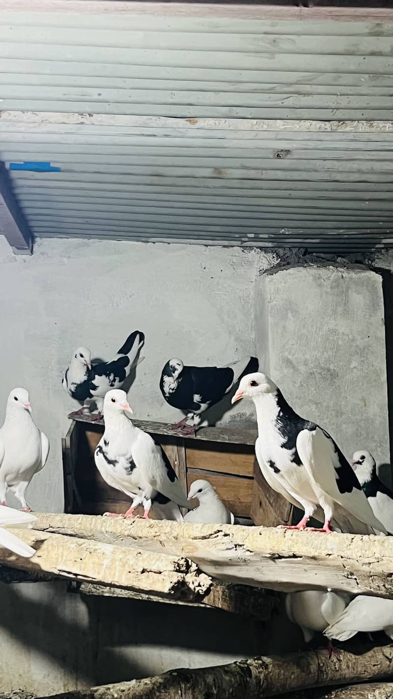 Fancy pegions 1