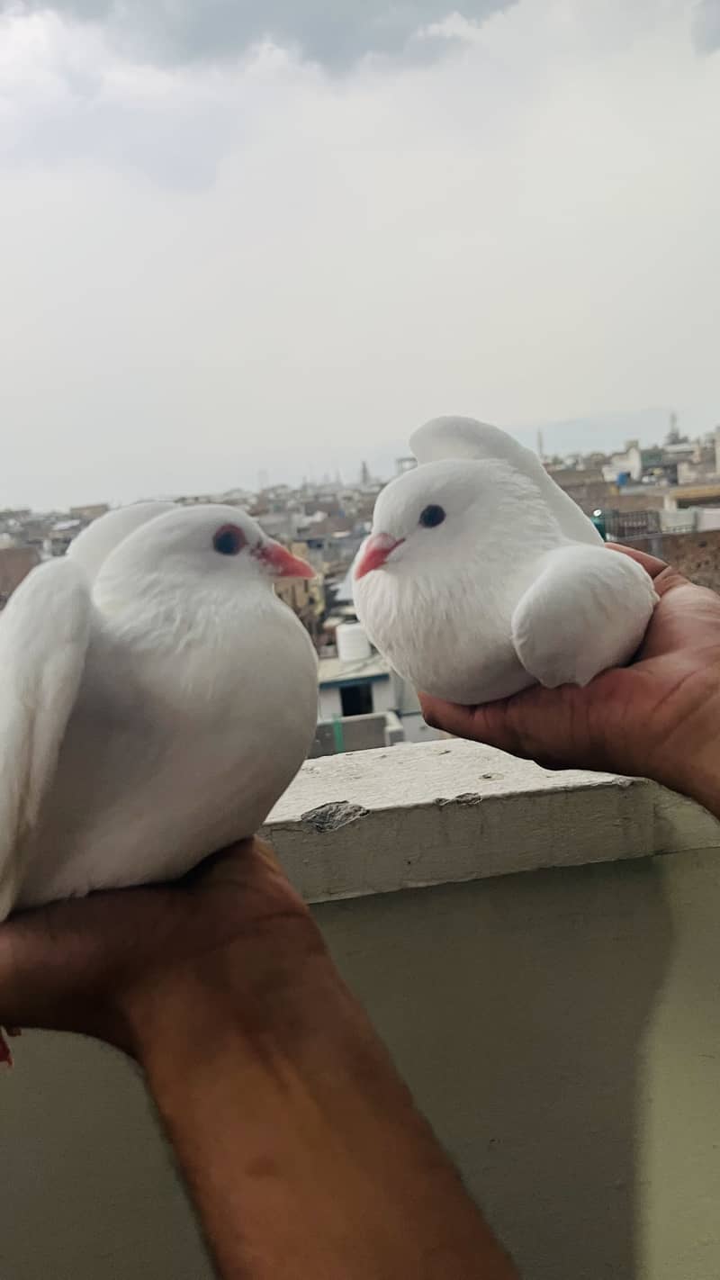Fancy pegions 2