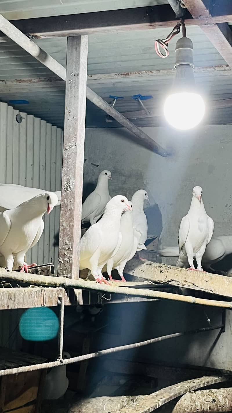 Fancy pegions 3