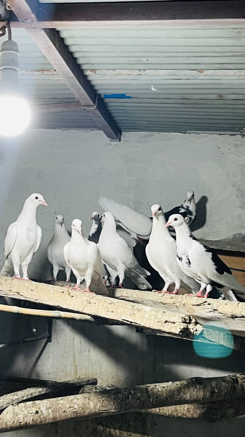 Fancy pegions 5