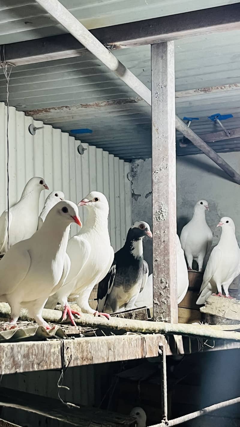 Fancy pegions 7