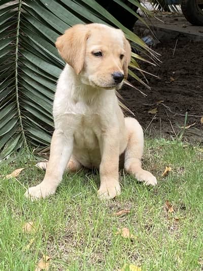 Puppies