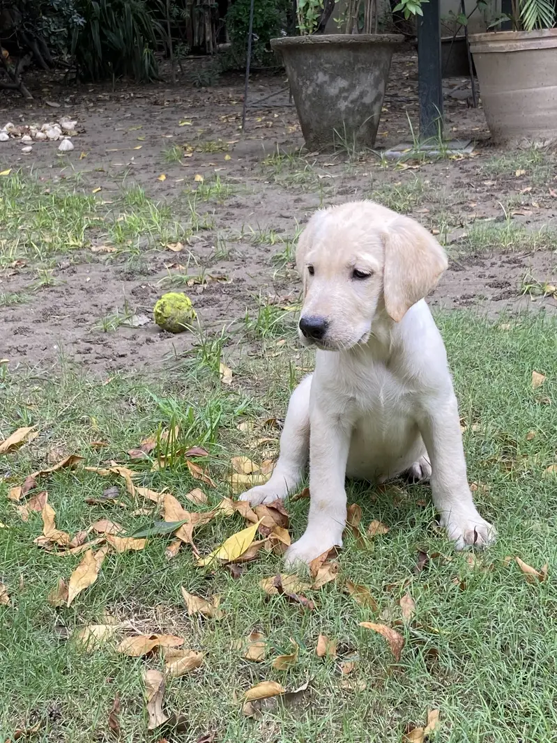 Puppies — photo 2