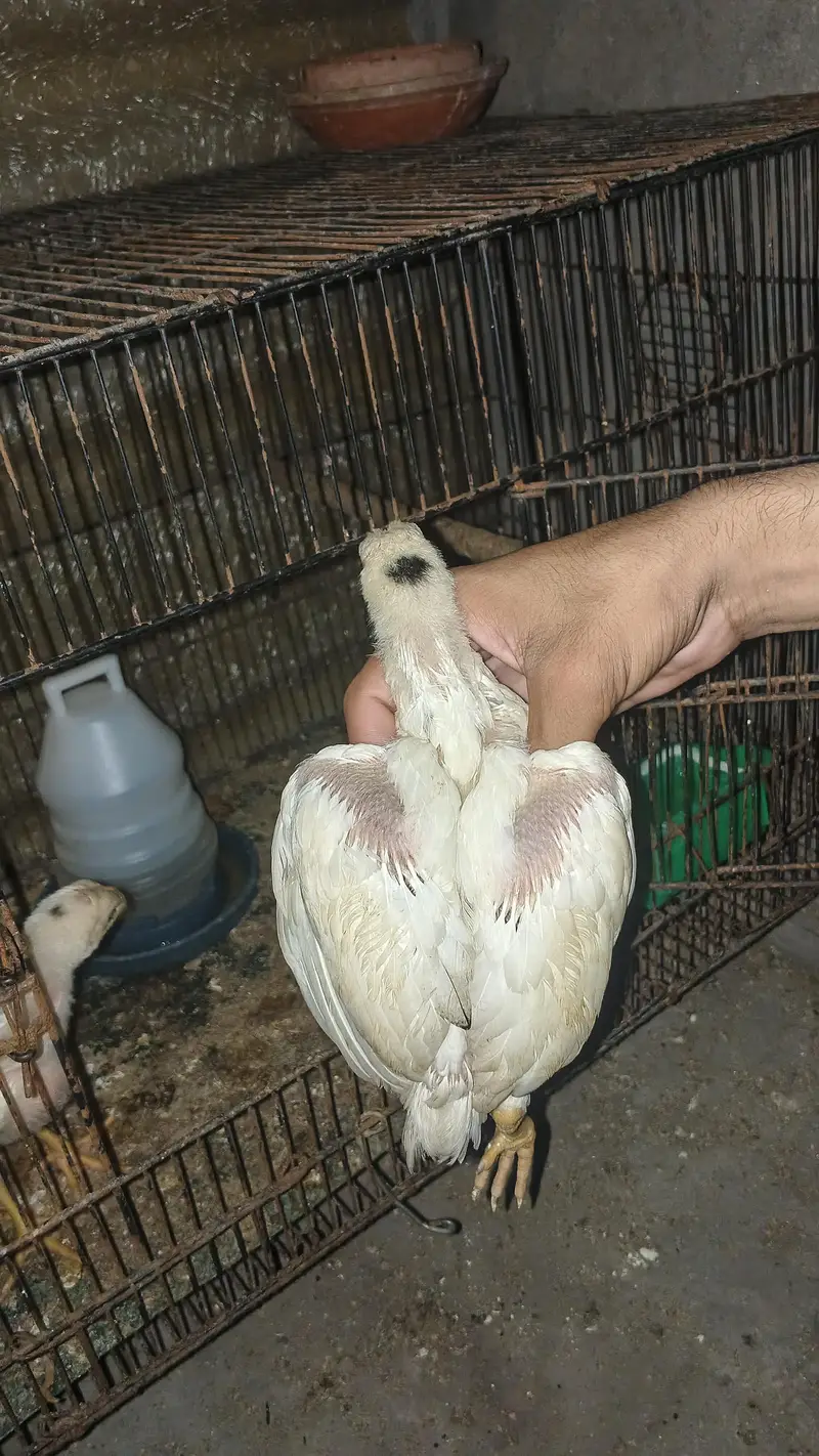 WHITE KING O SHAMO ASEEL — photo 9