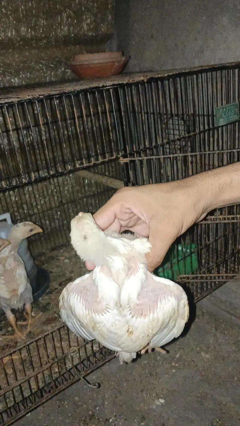 WHITE KING O SHAMO ASEEL — photo 12