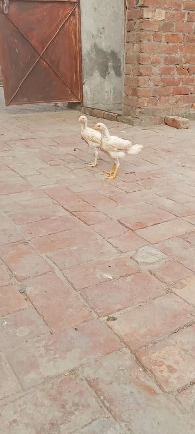 quality parrot beak chicks