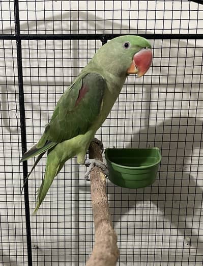 Kashmiri Raw pahari parrot baby