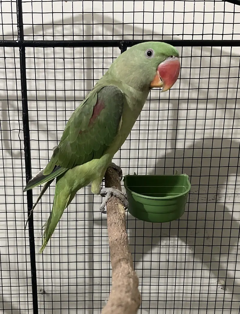Kashmiri Raw pahari parrot baby