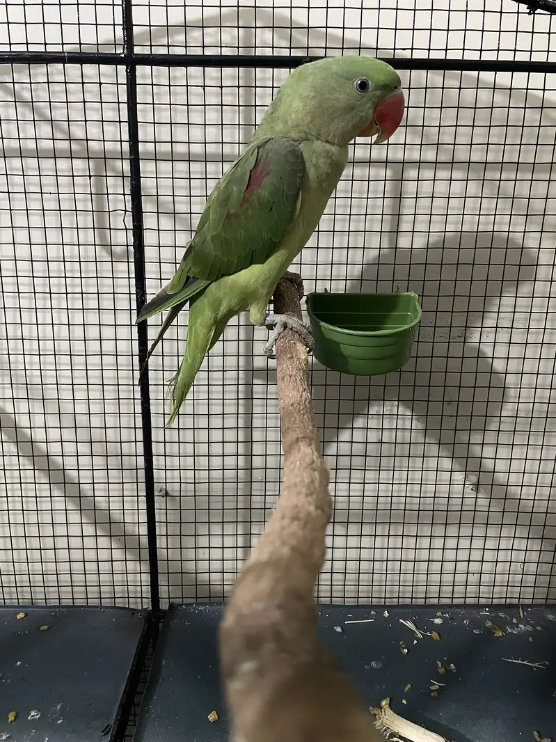 Kashmiri Raw pahari parrot baby — photo 2