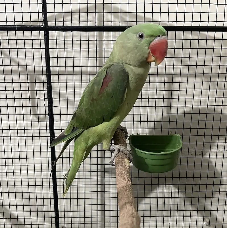 Kashmiri Raw pahari parrot baby — photo 3