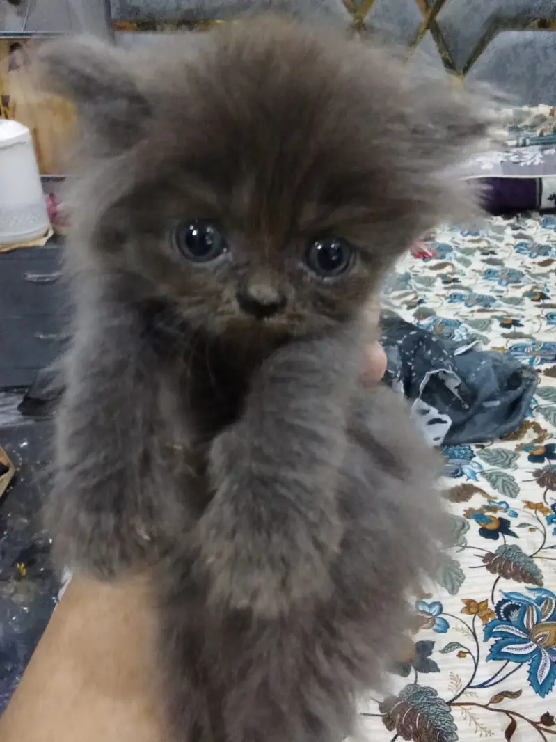 Male Female and Kittens — photo 6