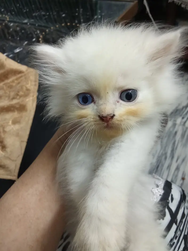 Male Female and Kittens — photo 10