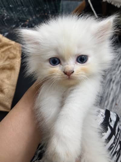 Male Female and Kittens