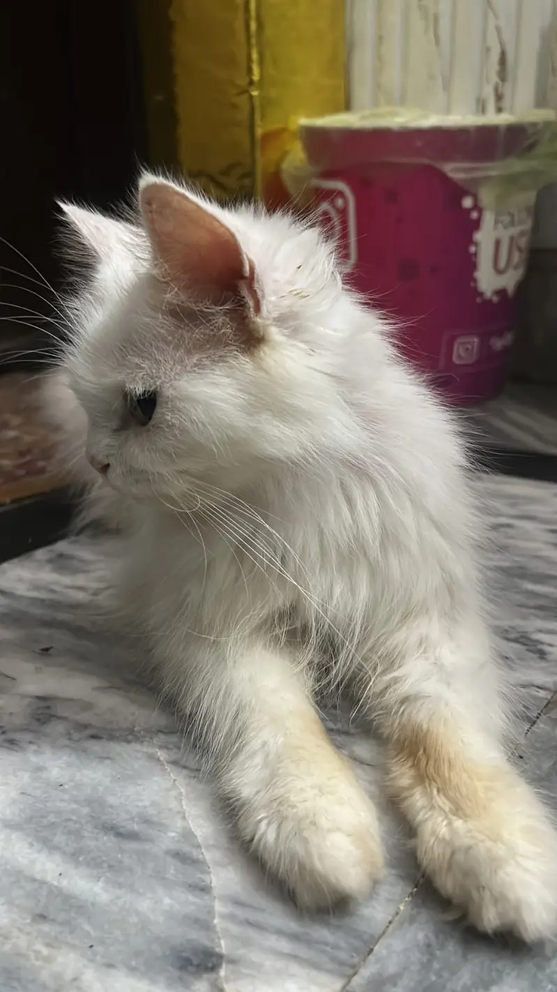 Male Female and Kittens — photo 11