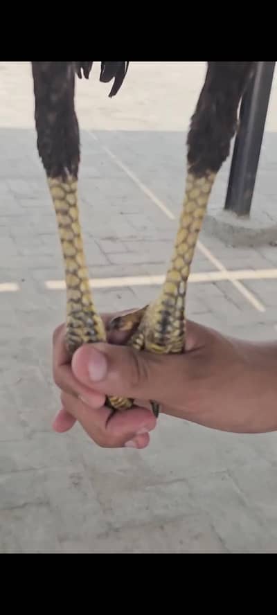 burmi pakoye female thai pakoye male