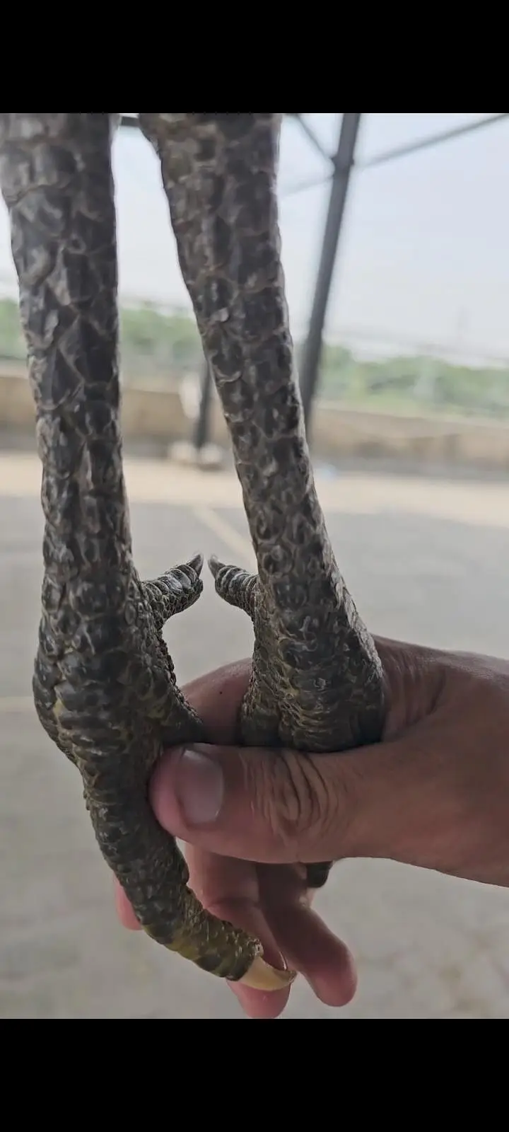 burmi pakoye female thai pakoye male — photo 2